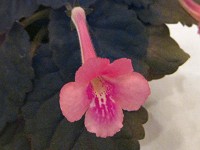 Sinningia 'Ozark Cayenne Red'